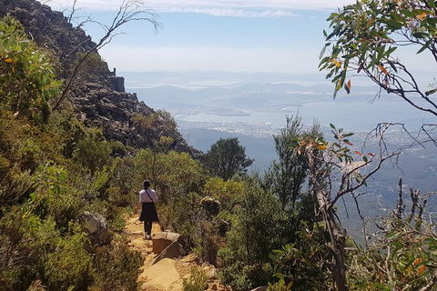 Mt. Wellington Morning Hike + Afternoon Beer & History Walk - Yamba Accommodation 1