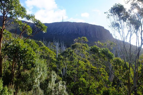 Mt. Wellington Morning Hike + Afternoon Beer & History Walk - Yamba Accommodation 4