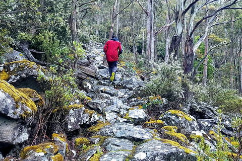 Mt. Wellington Morning Hike + Afternoon Beer & History Walk - Yamba Accommodation 8