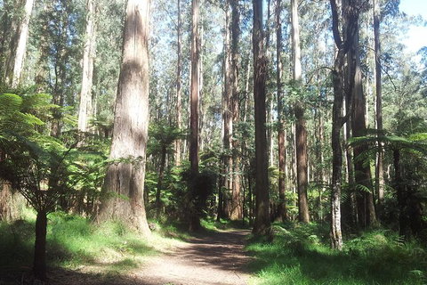 Dandenong Ranges Private Tour Including William Ricketts Sanctuary - Yamba Accommodation 5