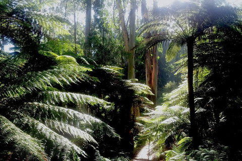 Dandenong Ranges Private Tour Including William Ricketts Sanctuary - Yamba Accommodation 4
