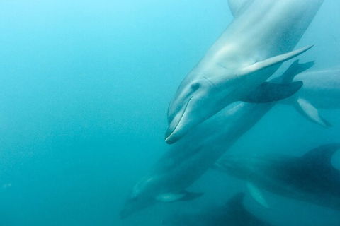 Dolphin And Seal Swim Reef Snorkel Boat Tour Mornington Peninsula - Yamba Accommodation 12