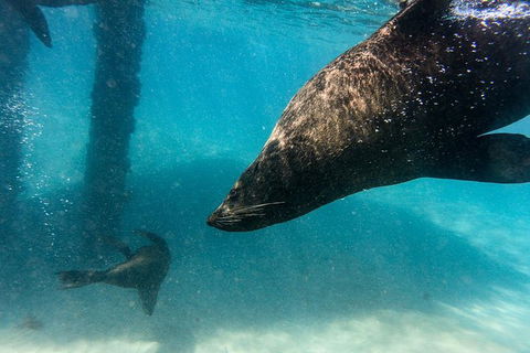 Dolphin And Seal Swim Reef Snorkel Boat Tour Mornington Peninsula - Yamba Accommodation 7