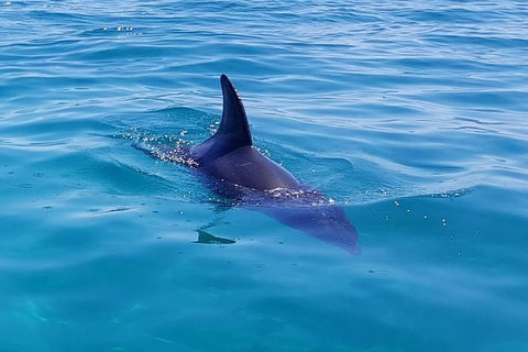 Dolphin And Seal Swim Reef Snorkel Boat Tour Mornington Peninsula - Yamba Accommodation 2