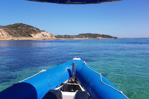 Dolphin And Seal Swim Reef Snorkel Boat Tour Mornington Peninsula - Yamba Accommodation 6