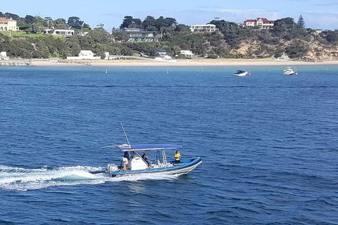 Dolphin And Seal Swim Reef Snorkel Boat Tour Mornington Peninsula - Yamba Accommodation 14