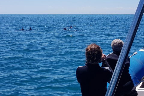 Dolphin And Seal Swim Reef Snorkel Boat Tour Mornington Peninsula - Yamba Accommodation 13