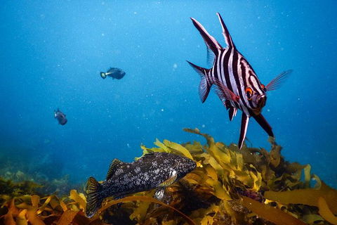 Dolphin And Seal Swim Reef Snorkel Boat Tour Mornington Peninsula - Yamba Accommodation 5