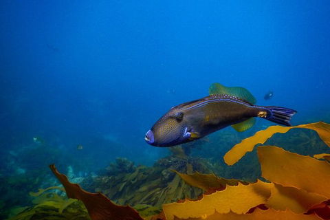 Dolphin And Seal Swim Reef Snorkel Boat Tour Mornington Peninsula - Yamba Accommodation 9