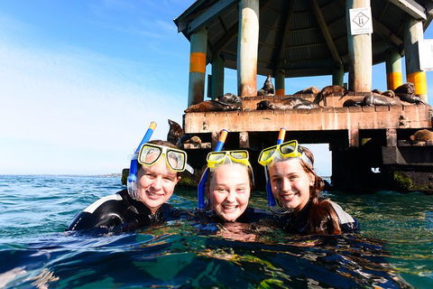 Dolphin And Seal Swim Reef Snorkel Boat Tour Mornington Peninsula - Yamba Accommodation 4