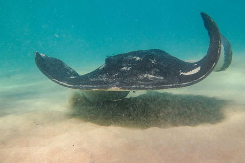 Dolphin And Seal Swim Reef Snorkel Boat Tour Mornington Peninsula - Yamba Accommodation 15