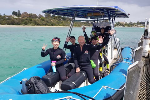 Dolphin And Seal Swim Reef Snorkel Boat Tour Mornington Peninsula - Yamba Accommodation 16
