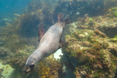 Dolphin And Seal Swim Reef Snorkel Boat Tour Mornington Peninsula - Yamba Accommodation 3