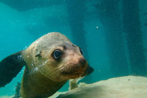 Dolphin And Seal Swim Reef Snorkel Boat Tour Mornington Peninsula - Yamba Accommodation 0
