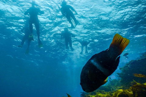 Dolphin And Seal Swim Reef Snorkel Boat Tour Mornington Peninsula - Yamba Accommodation 1