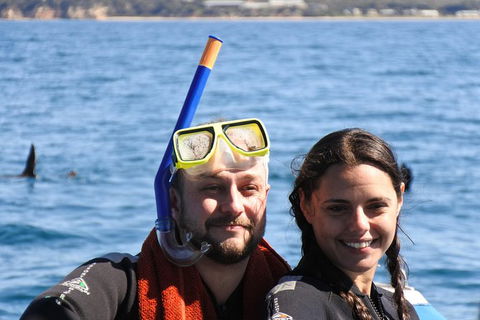 Dolphin And Seal Swim Reef Snorkel Boat Tour Mornington Peninsula - Yamba Accommodation 18