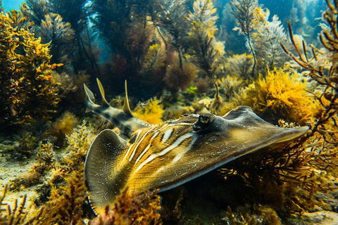 Dolphin And Seal Swim Reef Snorkel Boat Tour Mornington Peninsula - Yamba Accommodation 11