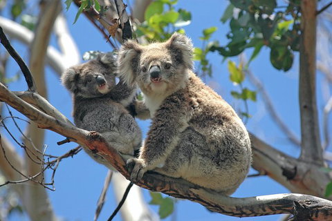 LGBT+ Friendly Full Day Phillip Island Private Tour - Yamba Accommodation 1