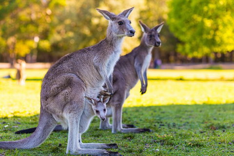 LGBT+ Friendly Full Day Phillip Island Private Tour - Yamba Accommodation 2