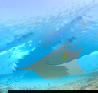 Marine Eco Safari - Swim with Manta Rays - Yamba Accommodation