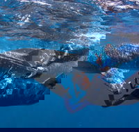 Whale Shark Safari - Yamba Accommodation
