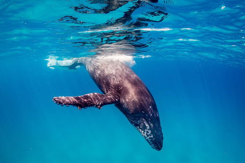 Life On Ningaloo Swimming Tour In Exmouth - Yamba Accommodation 5