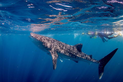 Life On Ningaloo Swimming Tour In Exmouth - Yamba Accommodation 2