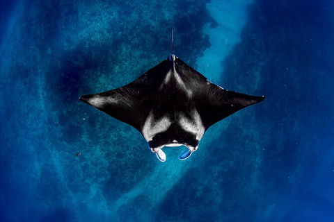 Life On Ningaloo Swimming Tour In Exmouth - Yamba Accommodation 3