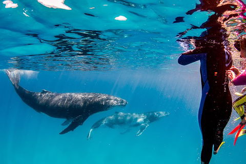 Life On Ningaloo Swimming Tour In Exmouth - Yamba Accommodation 0