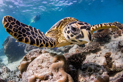 Life On Ningaloo Swimming Tour In Exmouth - Yamba Accommodation 1