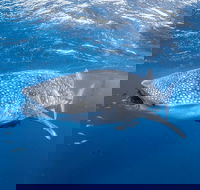 Whale Shark Adventure Tour - Yamba Accommodation