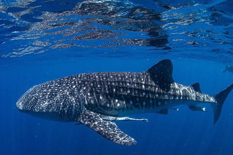 Full-Day Whale Sharks Swimming Experience On Ningaloo Reef - Yamba Accommodation 10