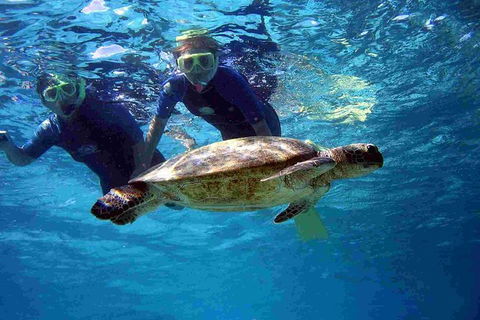 Full-Day Whale Sharks Swimming Experience On Ningaloo Reef - Yamba Accommodation 7