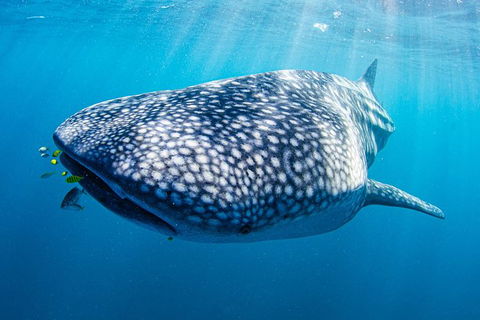 Full-Day Whale Sharks Swimming Experience On Ningaloo Reef - Yamba Accommodation 9