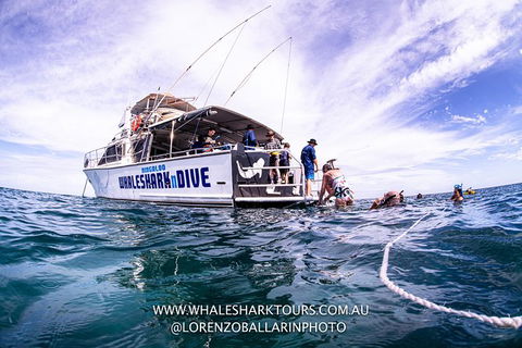 Full-Day Whale Sharks Swimming Experience On Ningaloo Reef - Yamba Accommodation 13