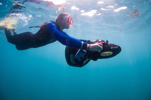 Full-Day Whale Sharks Swimming Experience On Ningaloo Reef - Yamba Accommodation 4
