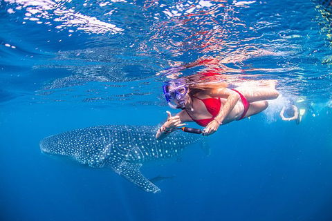 Full-Day Whale Sharks Swimming Experience On Ningaloo Reef - Yamba Accommodation 0