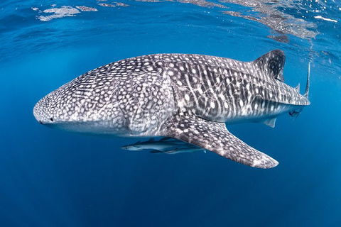 Full-Day Whale Sharks Swimming Experience On Ningaloo Reef - Yamba Accommodation 14