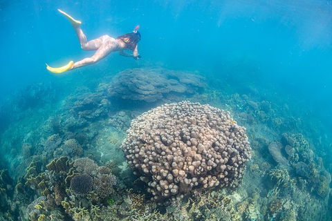 Full-Day Whale Sharks Swimming Experience On Ningaloo Reef - Yamba Accommodation 6