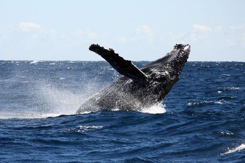 Full-Day Whale Sharks Swimming Experience On Ningaloo Reef - Yamba Accommodation 8