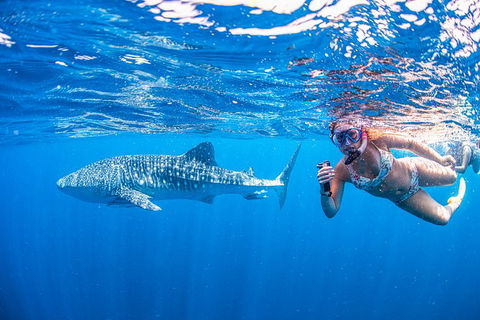 Full-Day Whale Sharks Swimming Experience On Ningaloo Reef - Yamba Accommodation 17