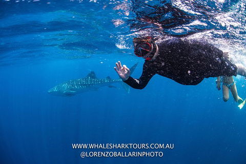 Full-Day Whale Sharks Swimming Experience On Ningaloo Reef - Yamba Accommodation 2