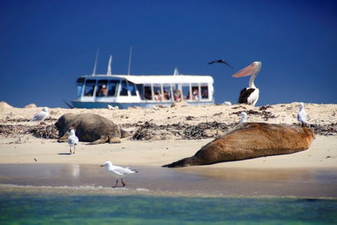 Dolphin, Penguin And Sea Lion Cruise - Yamba Accommodation 0