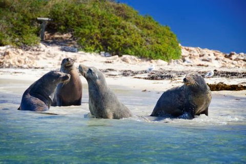 Dolphin, Penguin And Sea Lion Cruise - Yamba Accommodation 1