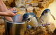 Dolphin, Penguin And Sea Lion Cruise - thumb 2