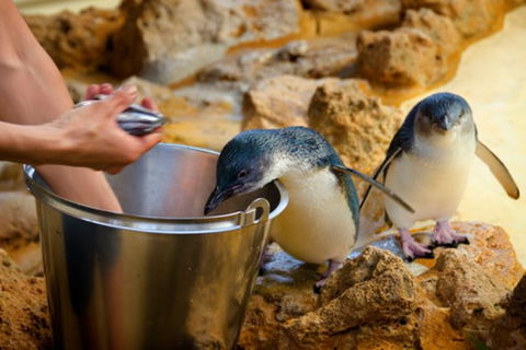 Dolphin, Penguin And Sea Lion Cruise - Yamba Accommodation 2
