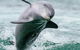 Dolphin, Penguin And Sea Lion Cruise - thumb 3