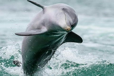 Dolphin, Penguin And Sea Lion Cruise - Yamba Accommodation 3
