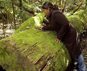 Washpool National Park - Washpool Walk - Yamba Accommodation 0