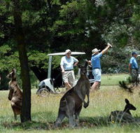 Glen Innes Golf Club - Yamba Accommodation